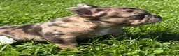 Frenchton dogs for sale: Coconut  - Ad 4