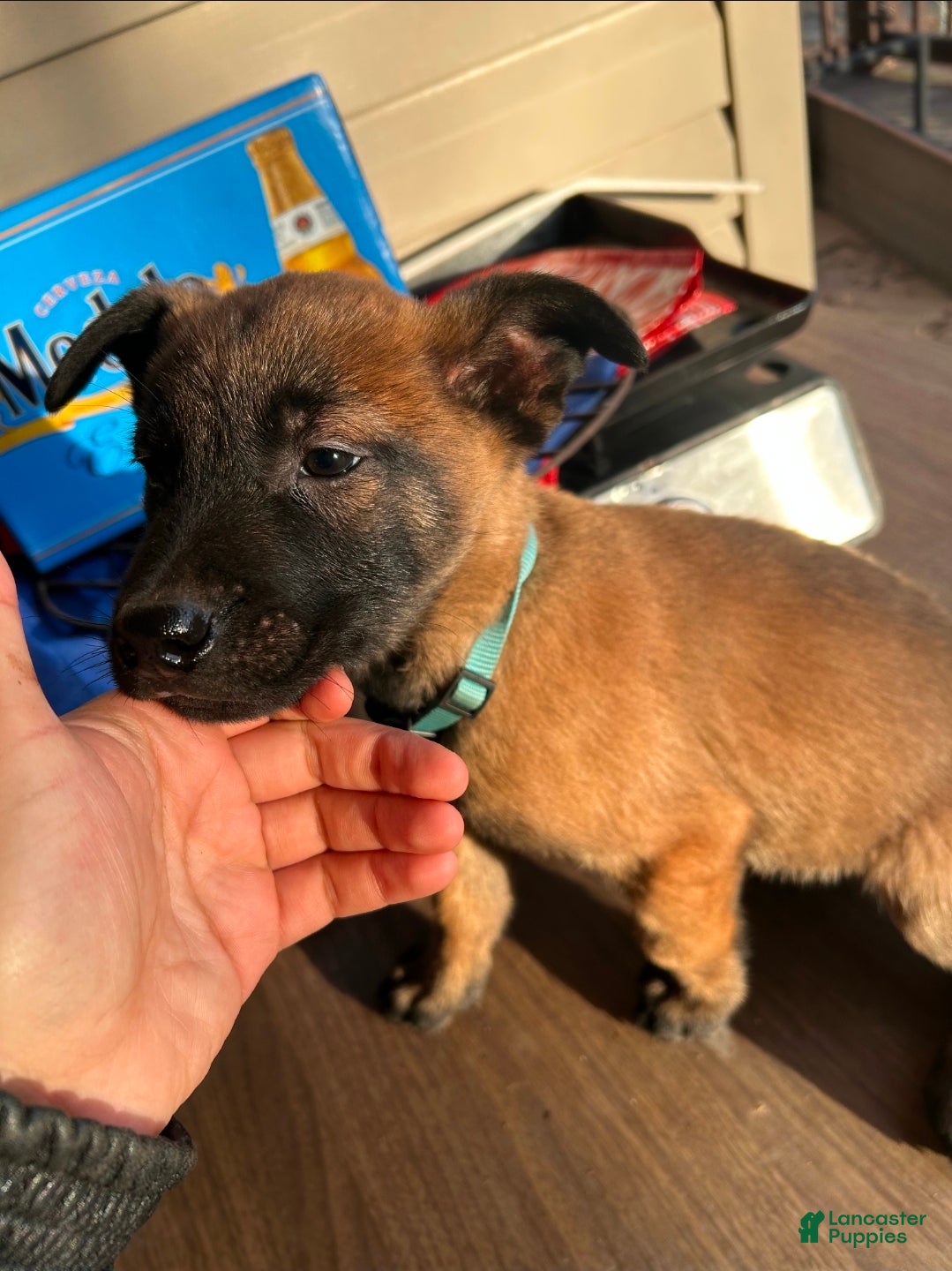 Belgian Malinois dogs Belgian Malinois Puppy 4 - Ad 37