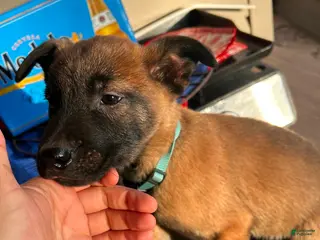 Belgian Malinois dogs Belgian Malinois Puppy 4 - Ad 37