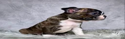 Boston Terrier dogs for sale: Mr. Max - Ad 6