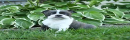 Boston Terrier dogs for sale: Vienna - Ad 5
