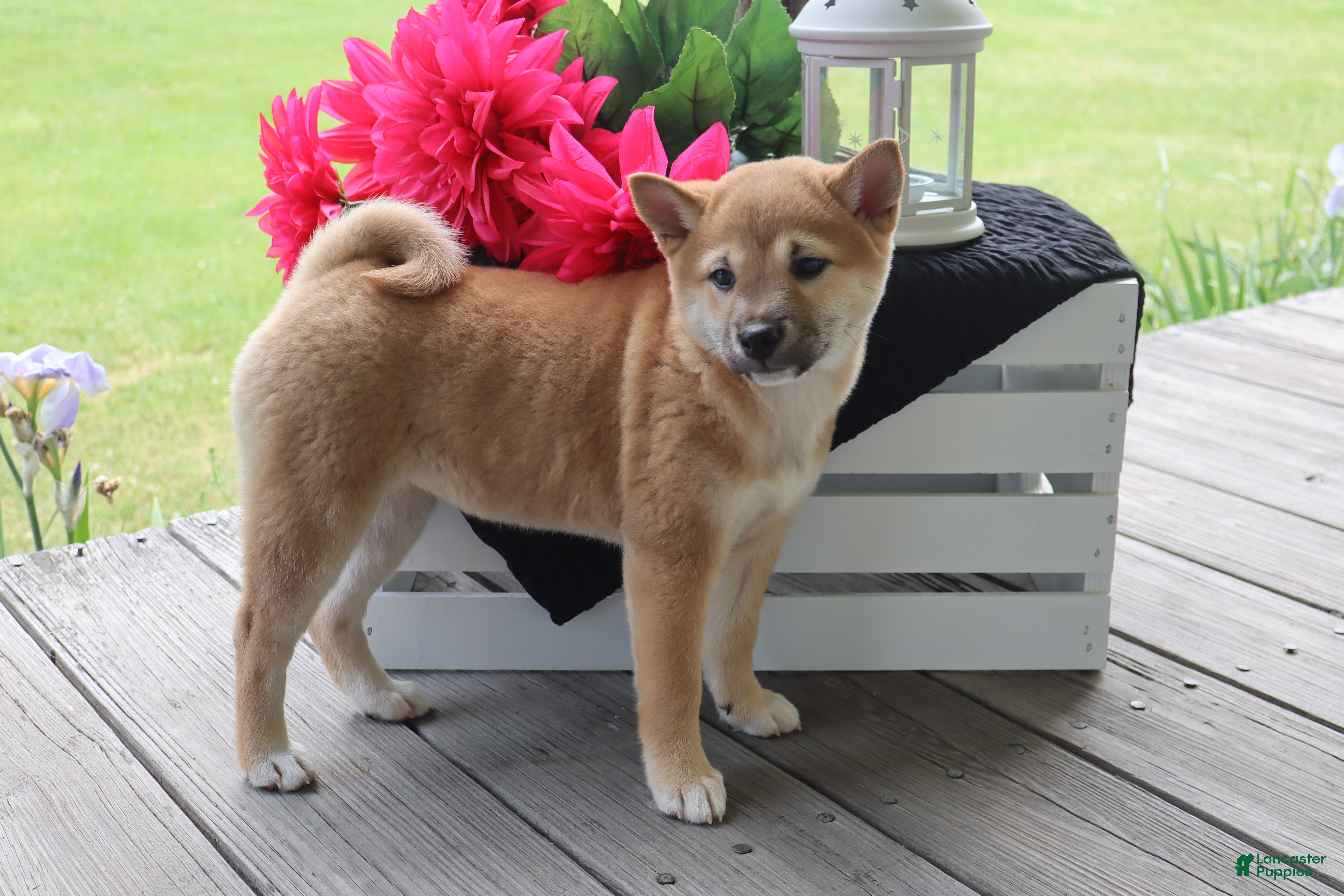 Shiba Inu dogs Kyla - Ad 1