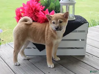 Shiba Inu dogs for sale: Karlene - Ad 3