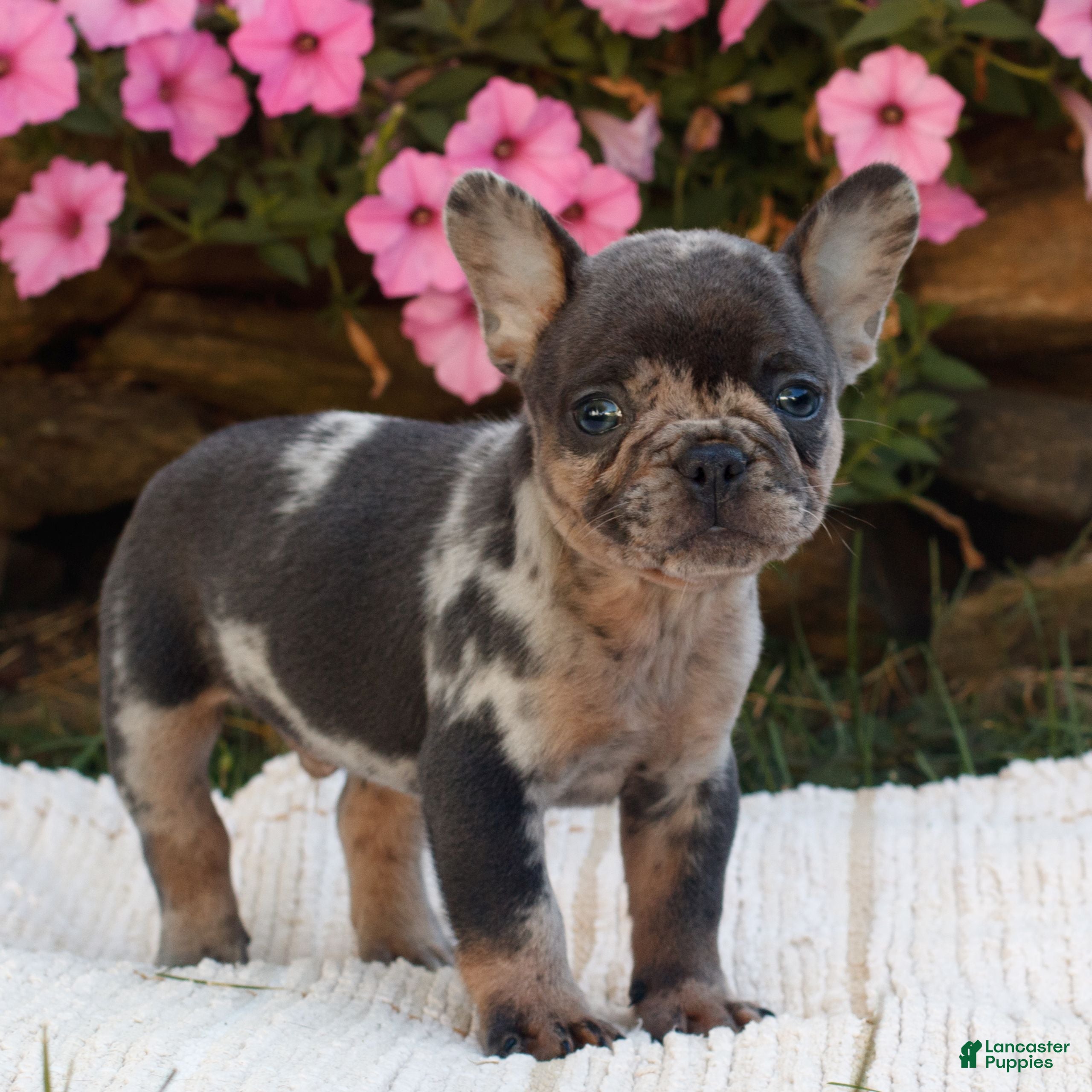 French Bulldog dogs for sale: Max  - Ad 1