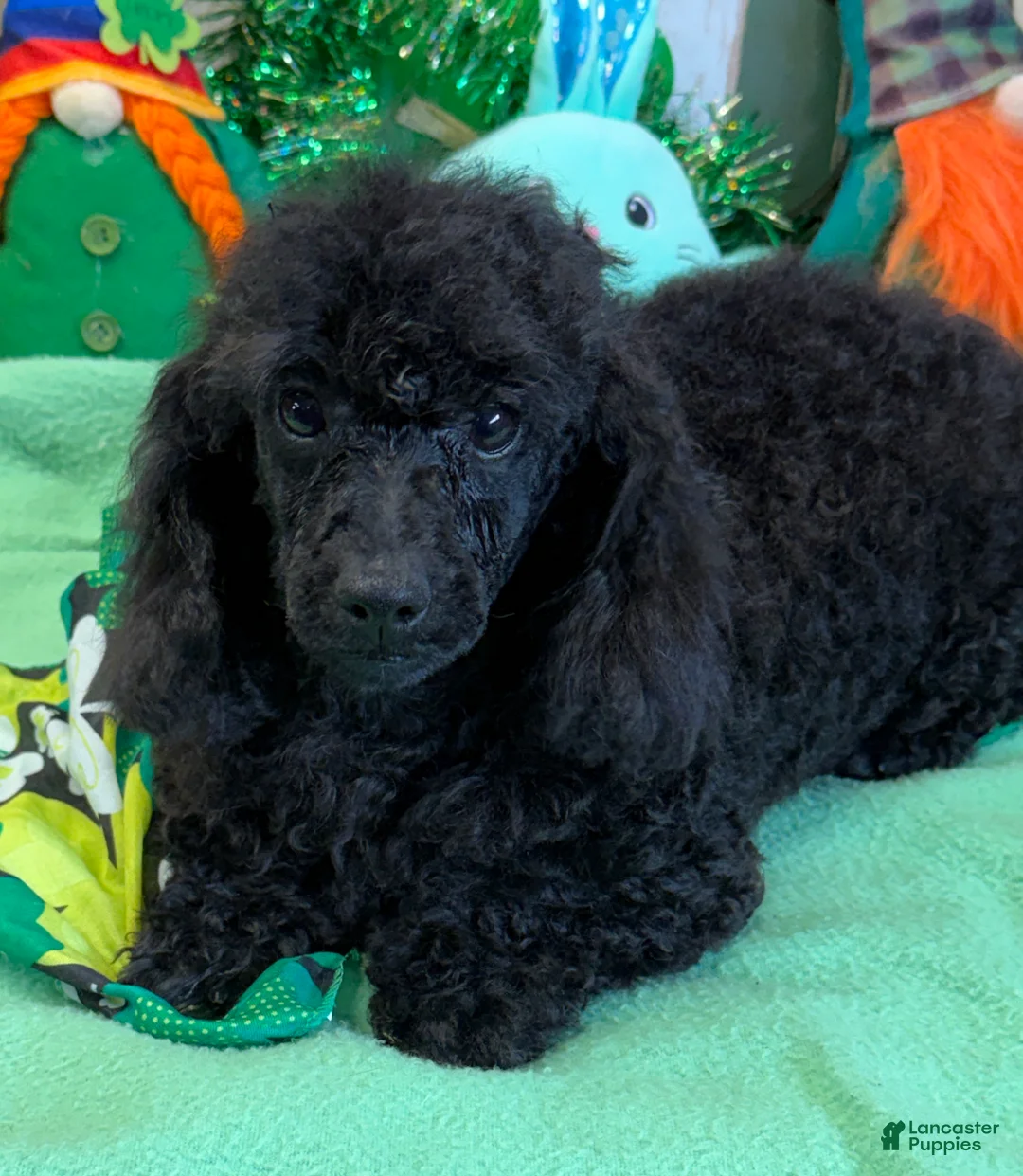 Toy Poodle dogs for sale: Arlo - Ad 1