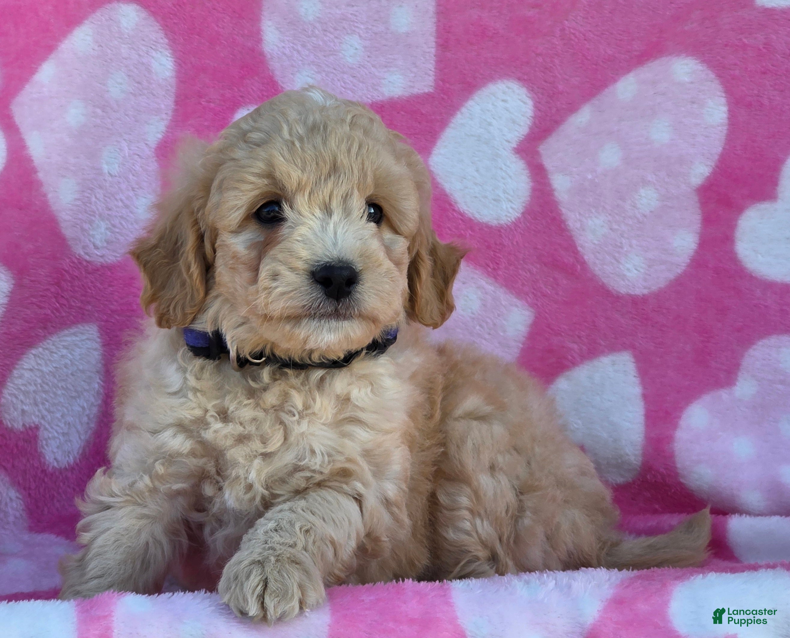 Mini Goldendoodle dogs Holly - Ad 6