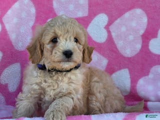 Mini Goldendoodle dogs Holly - Ad 6