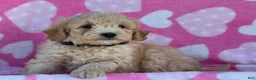 Mini Goldendoodle dogs for sale: Holly - Ad 1