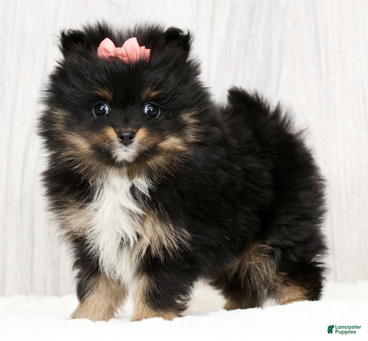 Pomeranian dogs Petal - Ad 1