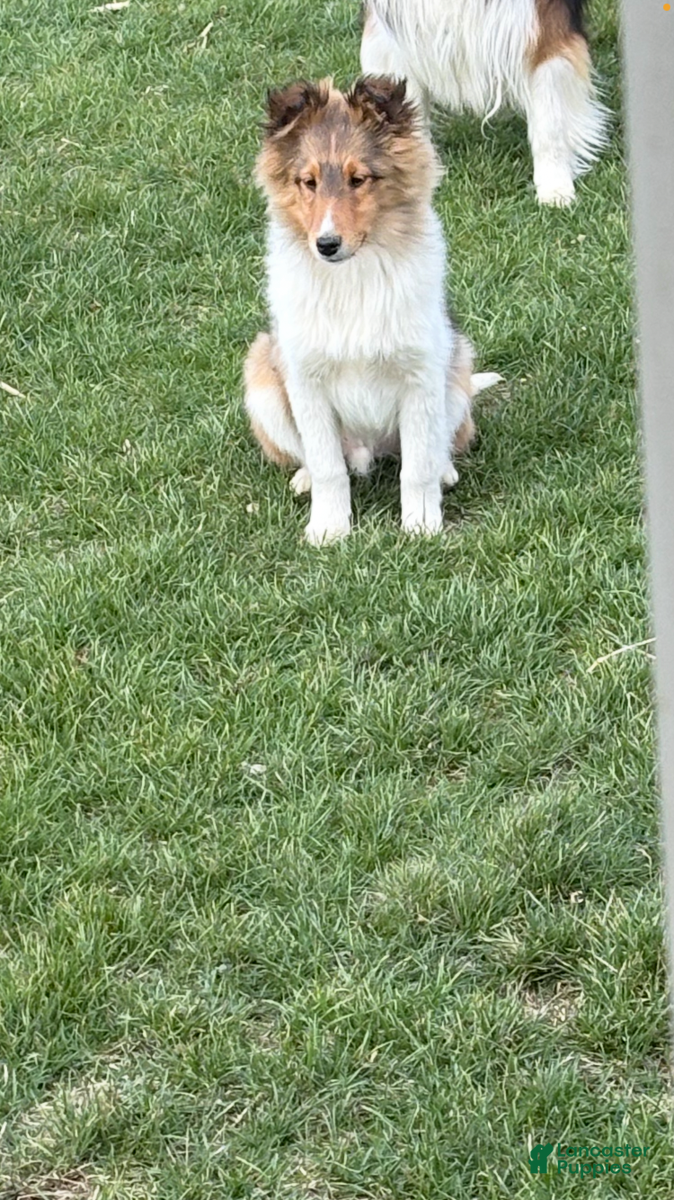 Shetland Sheepdog dogs Akc snippy  - Ad 20