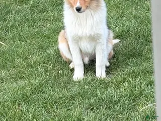 Shetland Sheepdog dogs Akc snippy - Ad 20