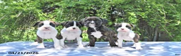 Boxer dogs for sale: Atlas - Ad 5