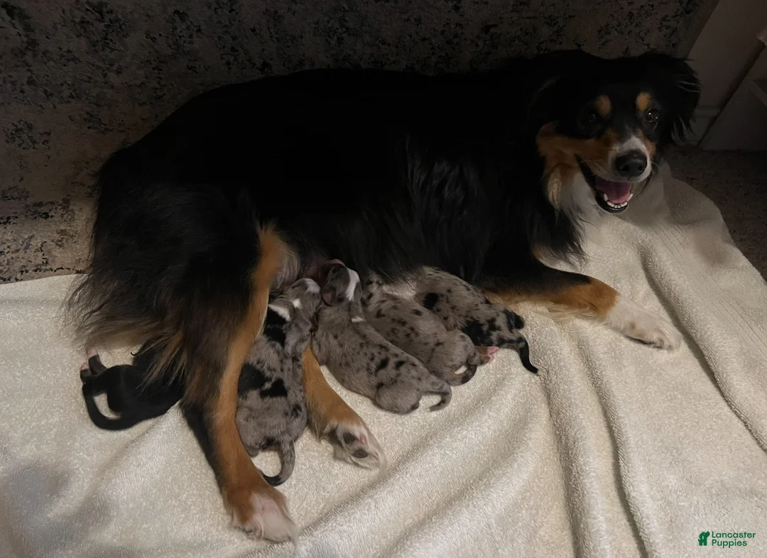 Miniature Australian Shepherd dogs for sale: McFlurry - Ad 4