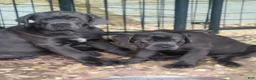 Cane Corso dogs for sale: Cane Corso 4 - Ad 8