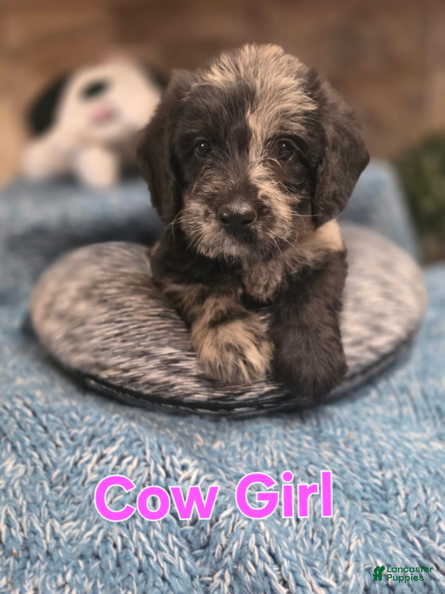 Mixed Breed dogs Cow Girl - Ad 1