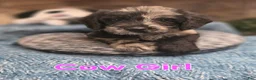 Mixed Breed dogs for sale: Cow Girl - Ad 1