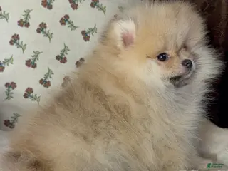 Pomeranian dogs Pomeranian Puppy Lucy - Ad 40