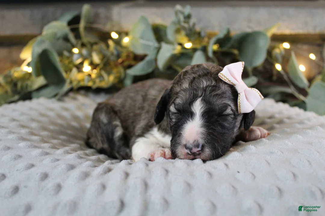 Bordoodle dogs for sale: Aurora - Ad 1