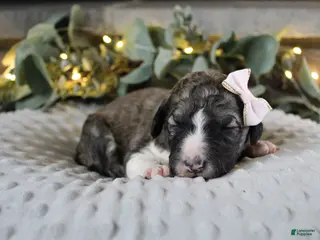 Bordoodle dogs Aurora - Ad 25