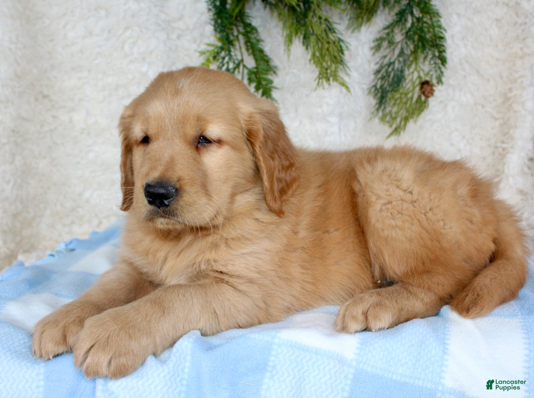 Golden Retriever dogs for sale: Buster - Ad 2