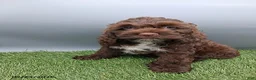 Cockapoo dogs for sale: Amber - Ad 8