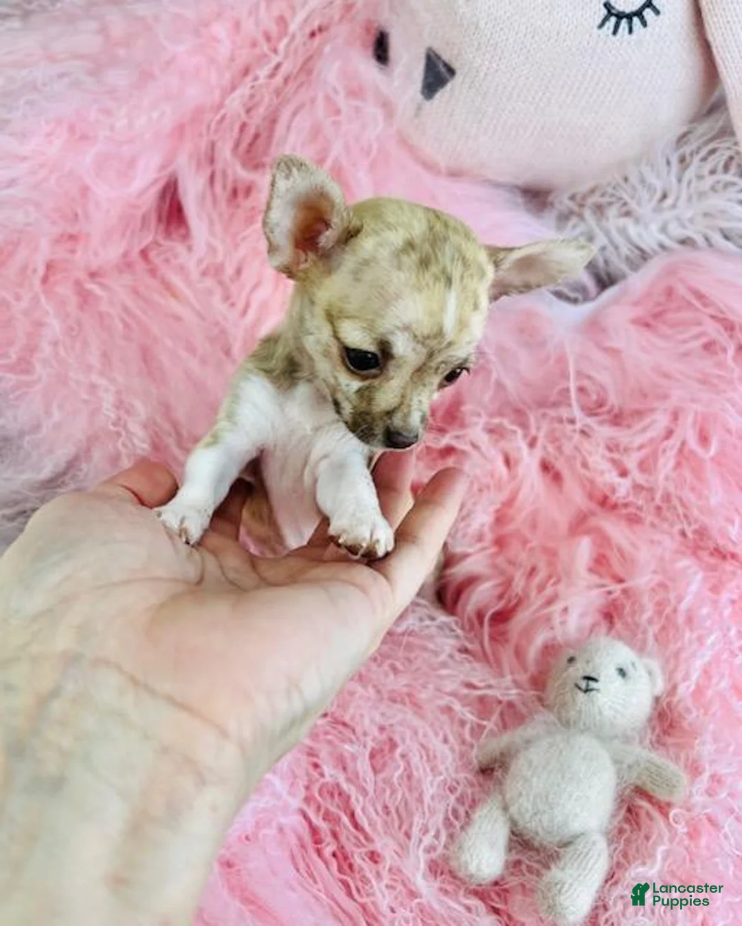 Chihuahua dogs for sale: Chihuahua Puppy 1 - Ad 1