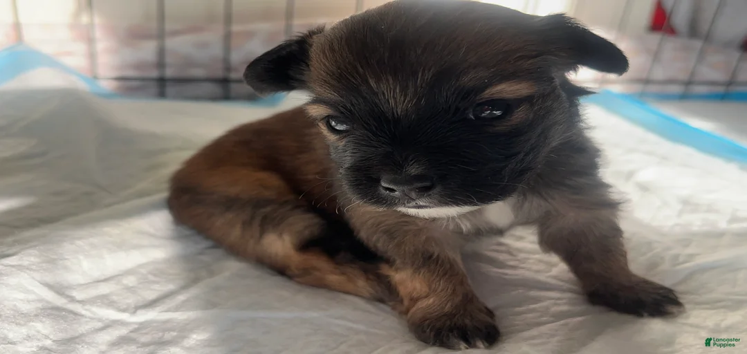 Gallery Image {{count}}