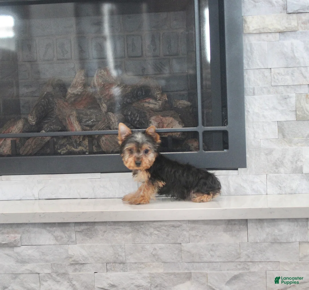 Yorkshire Terrier dogs for sale: Radar - Ad 3