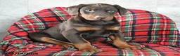Doberman Pinscher dogs for sale: Fancy - Ad 8