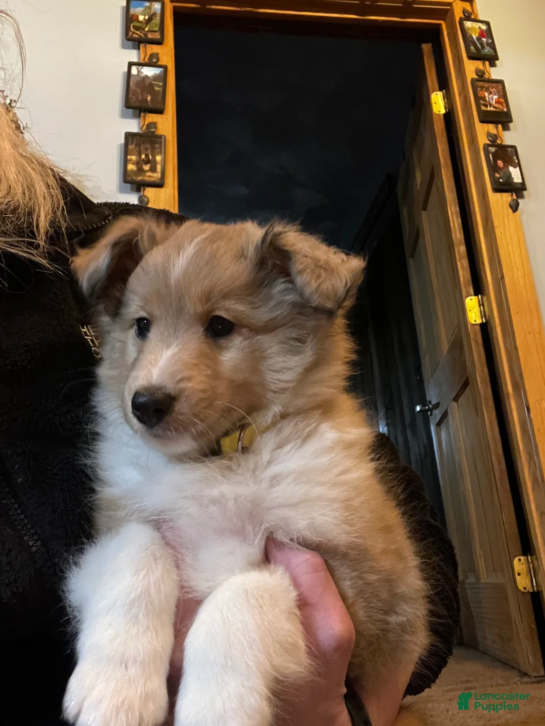 Shetland Sheepdog dogs for sale: Shetland Sheepdog Puppy 4 - Ad 1