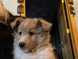 Shetland Sheepdog dogs Shetland Sheepdog Puppy 4 - Ad 16