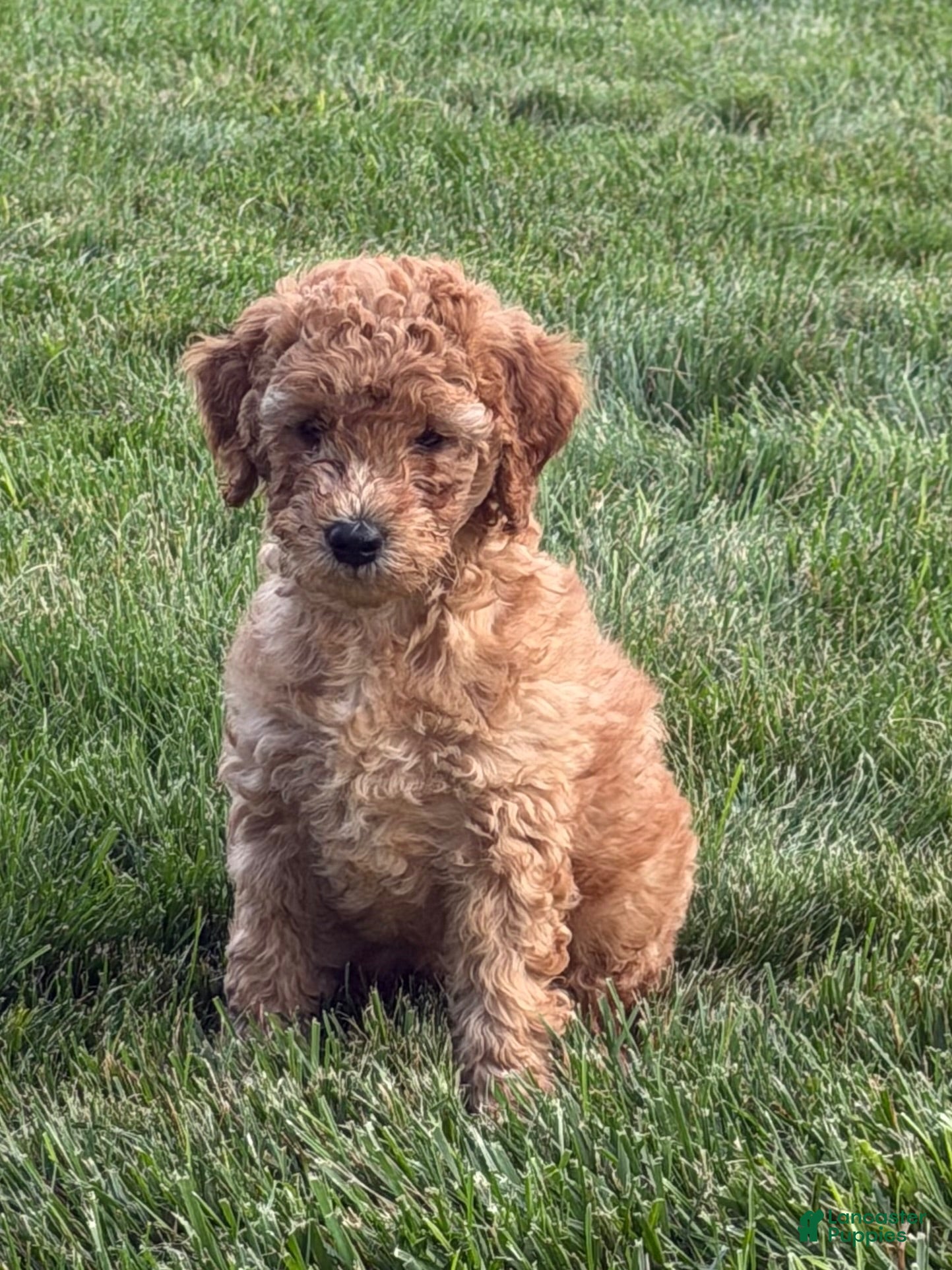 Mini Goldendoodle dogs for sale: Dina - Ad 4