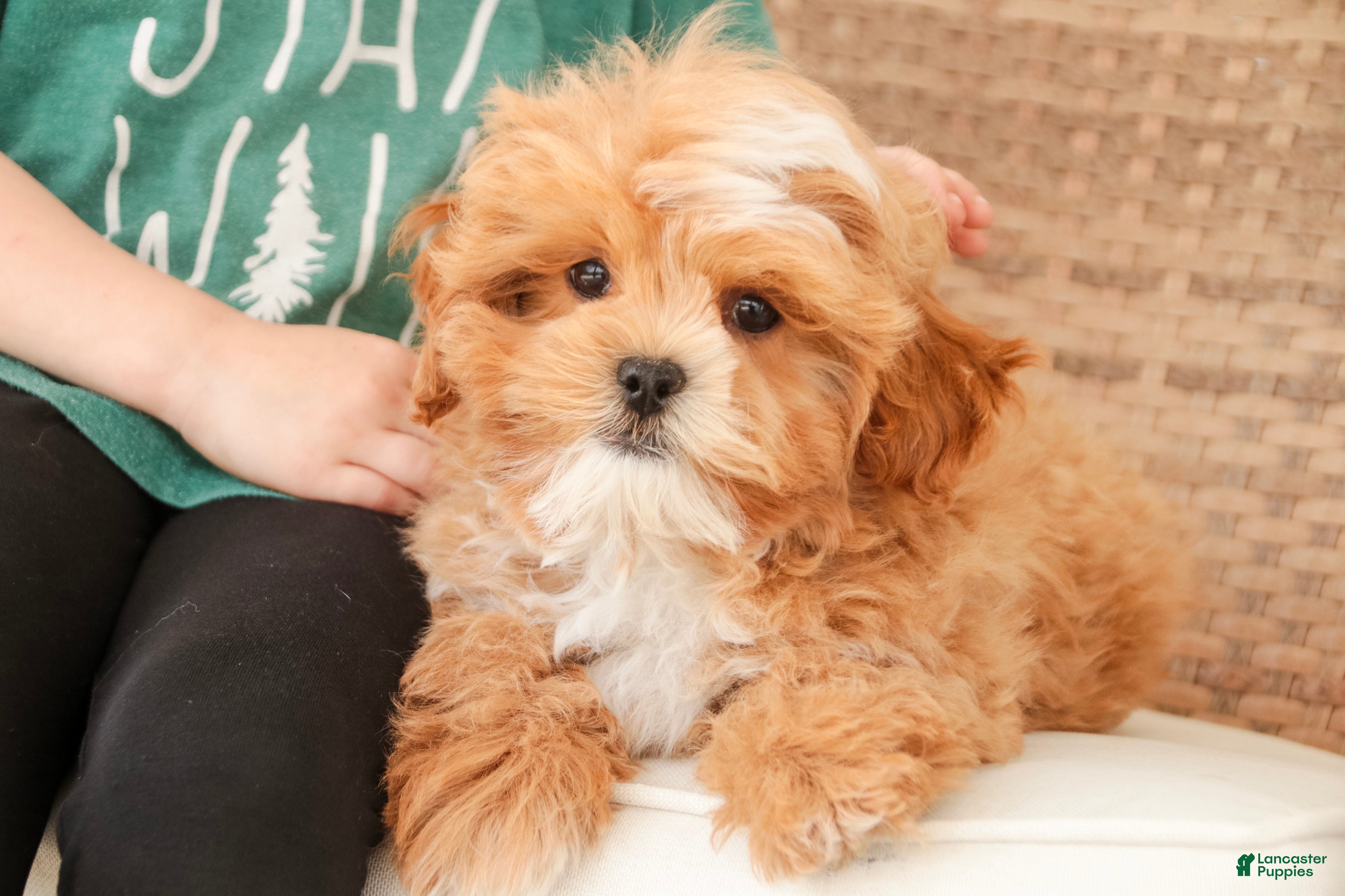 Shihpoo dogs Bowie - Ad 2