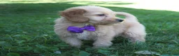 Mini Goldendoodle dogs for sale: Duke 💎 - Ad 3