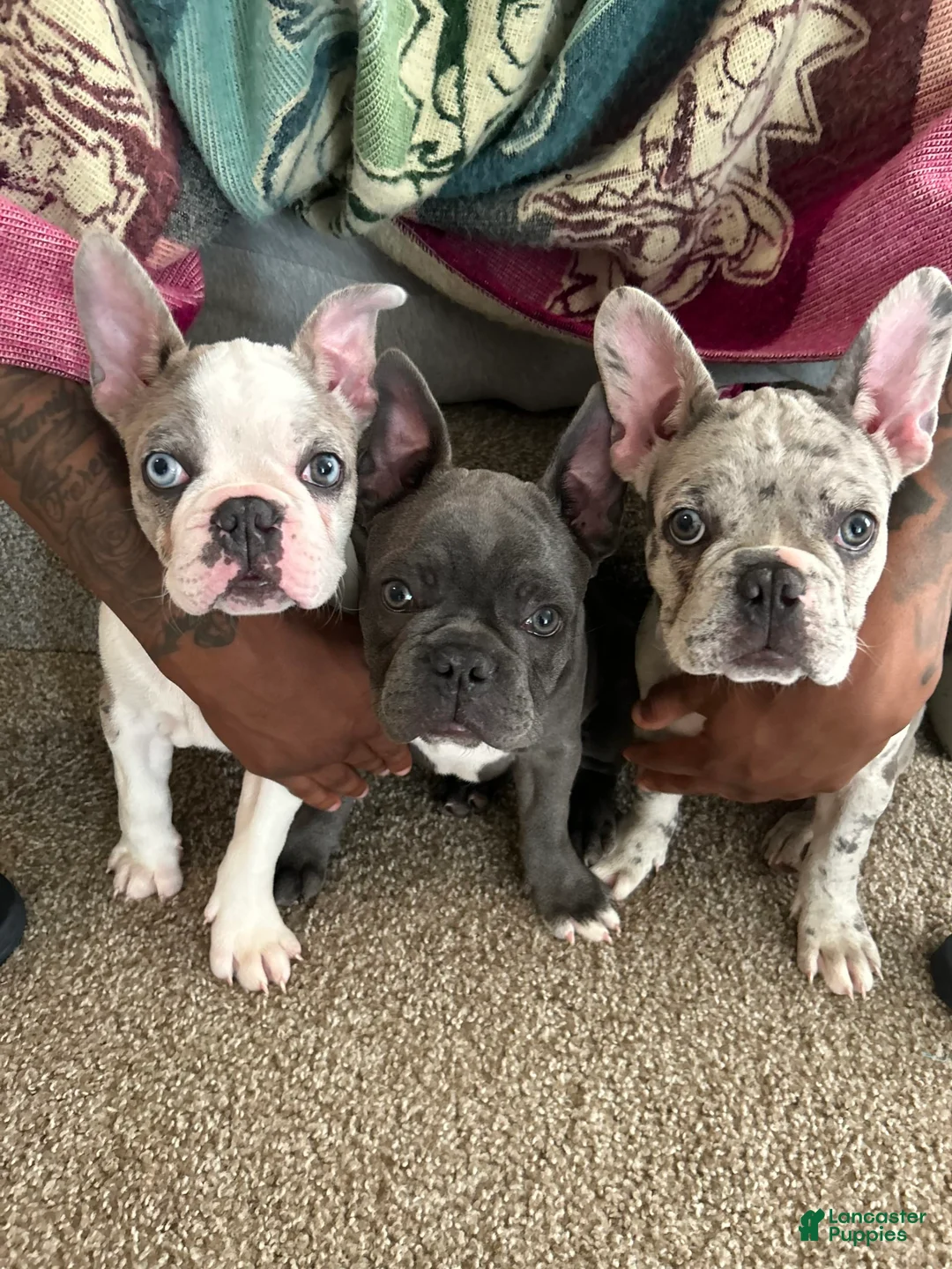 Gallery Image {{count}}