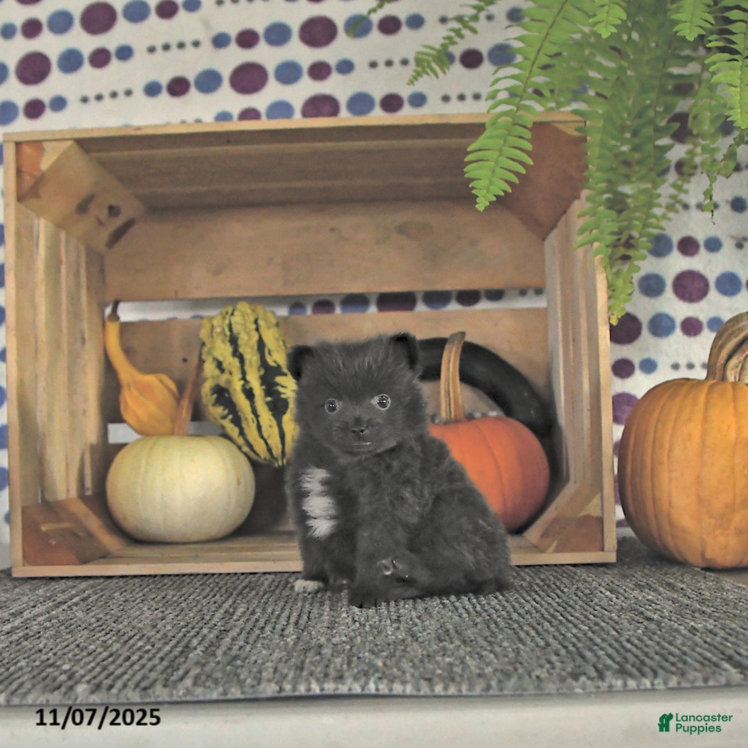 Pomeranian dogs for sale: Lincoln  - Ad 7