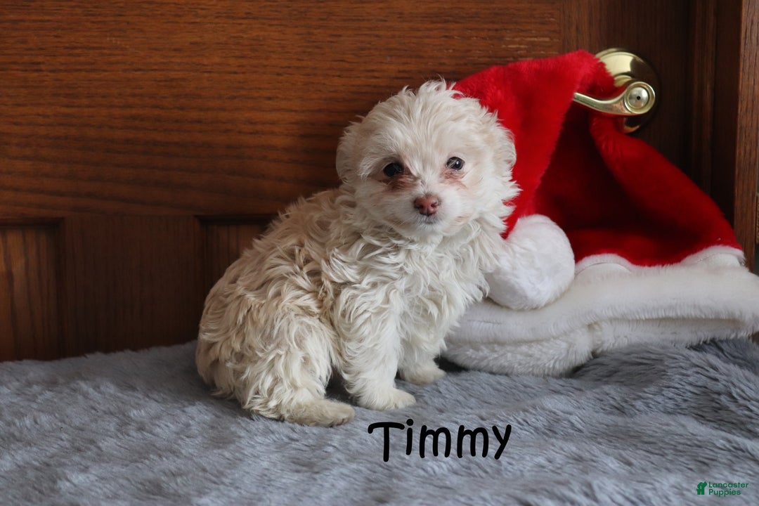 Miniature Poodle dogs for sale: Timmy - Ad 4