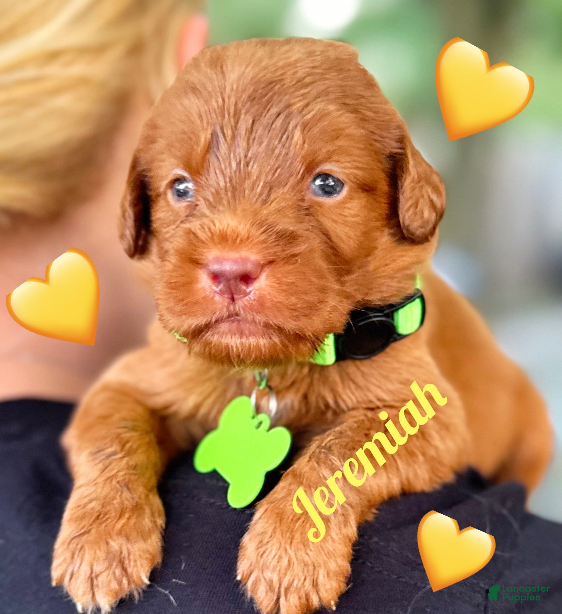 Labradoodle dogs Labradoodle 1 - Ad 1