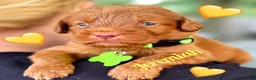 Labradoodle dogs for sale: Labradoodle 1 - Ad 1