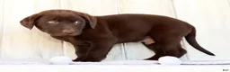 Labrador Retriever dogs for sale: Renny - Ad 9