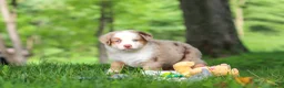Miniature Australian Shepherd dogs for sale: Leo - Ad 7