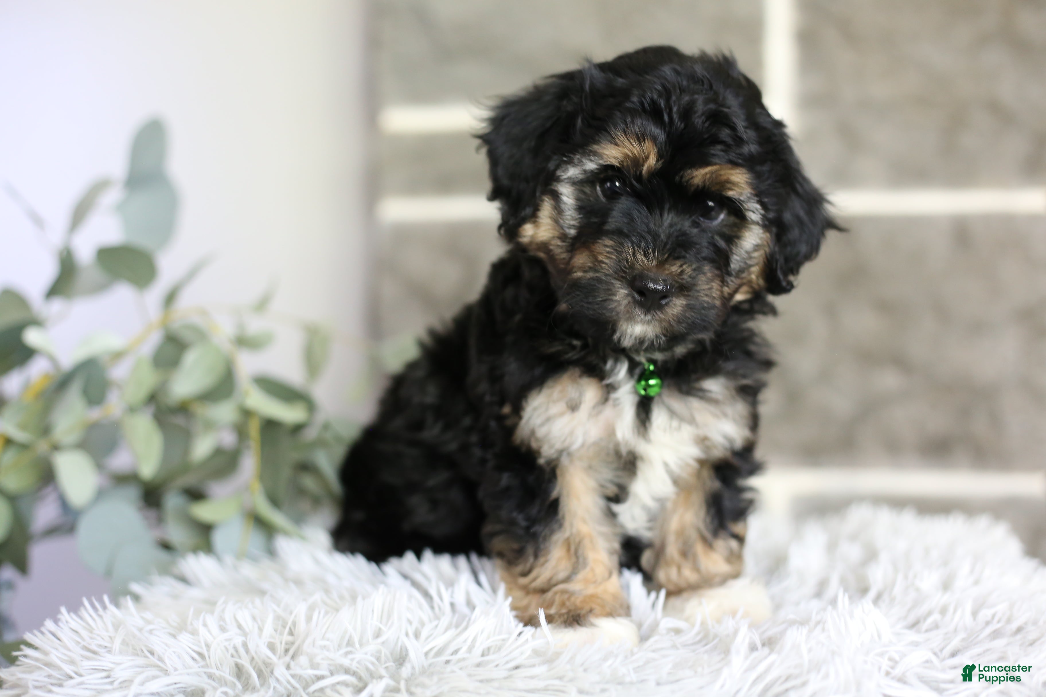 Maltipoo dogs Bear - Ad 1