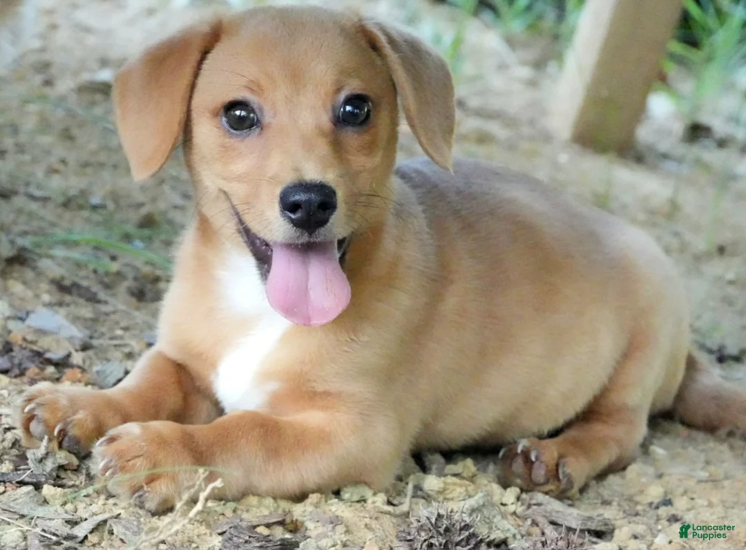 Chiweenie dogs for sale: Pippe - Ad 1