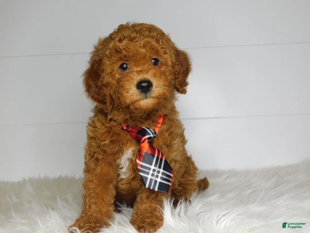 Cavapoo dogs for sale: Chip  - Ad 2