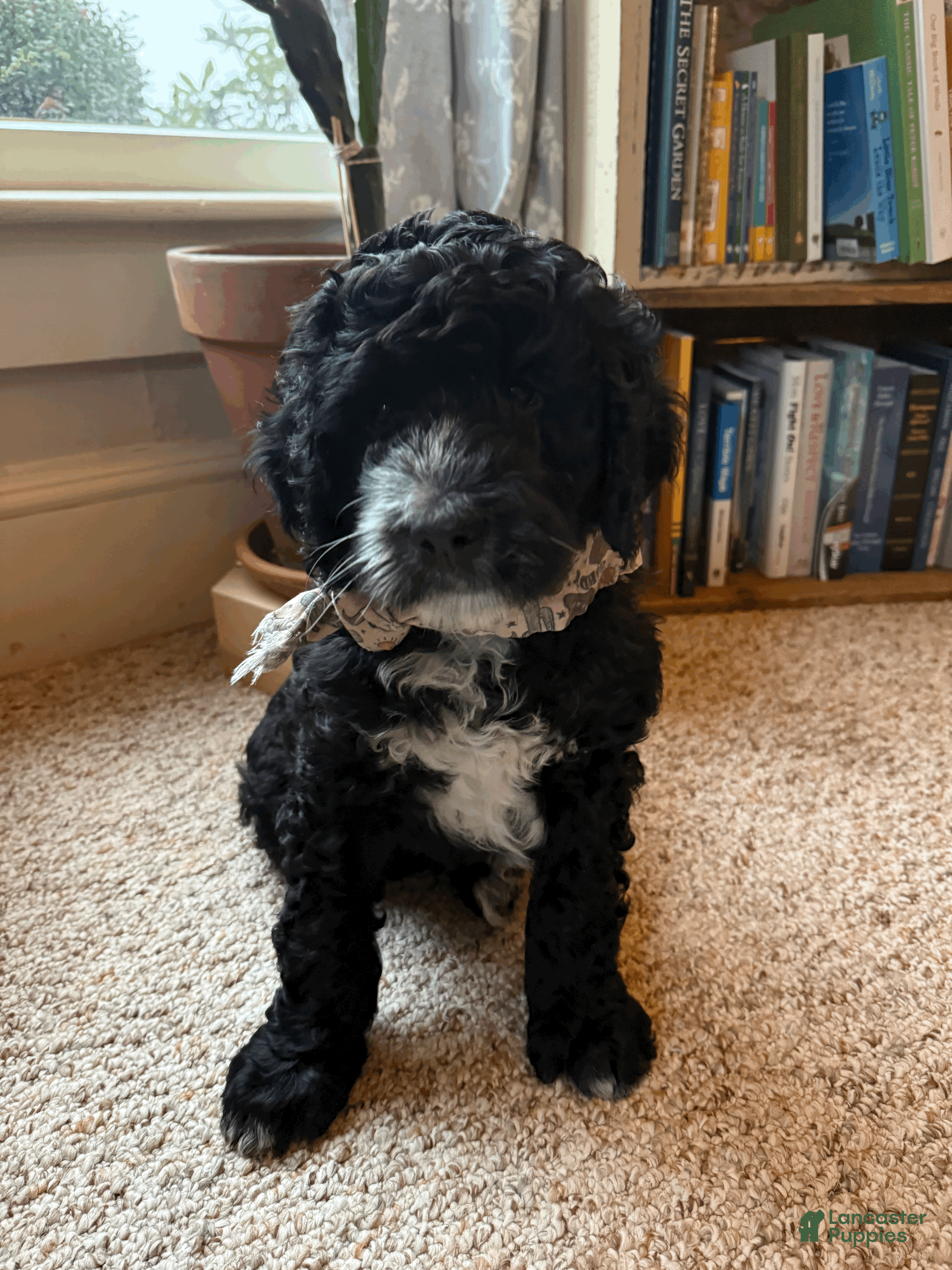 Mixed Breed dogs Henry - Ad 41