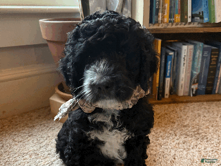 Mixed Breed dogs Henry - Ad 41