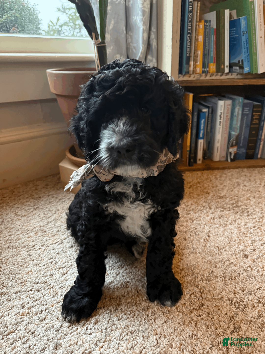 Mixed Breed dogs for sale: Henry - Ad 1