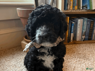 Mixed Breed dogs Henry - Ad 26