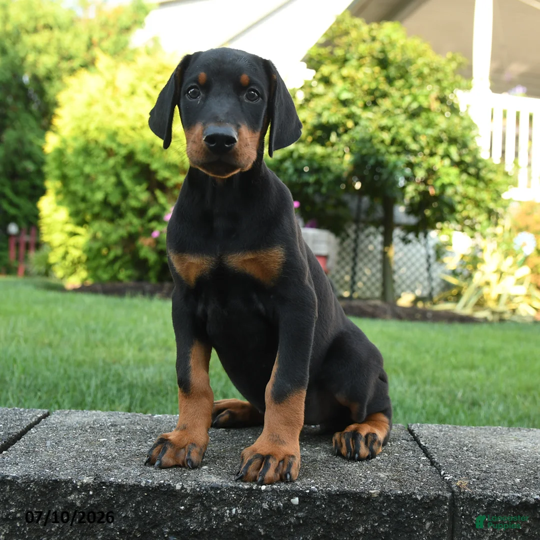 Doberman Pinscher dogs for sale: Iris - Ad 3
