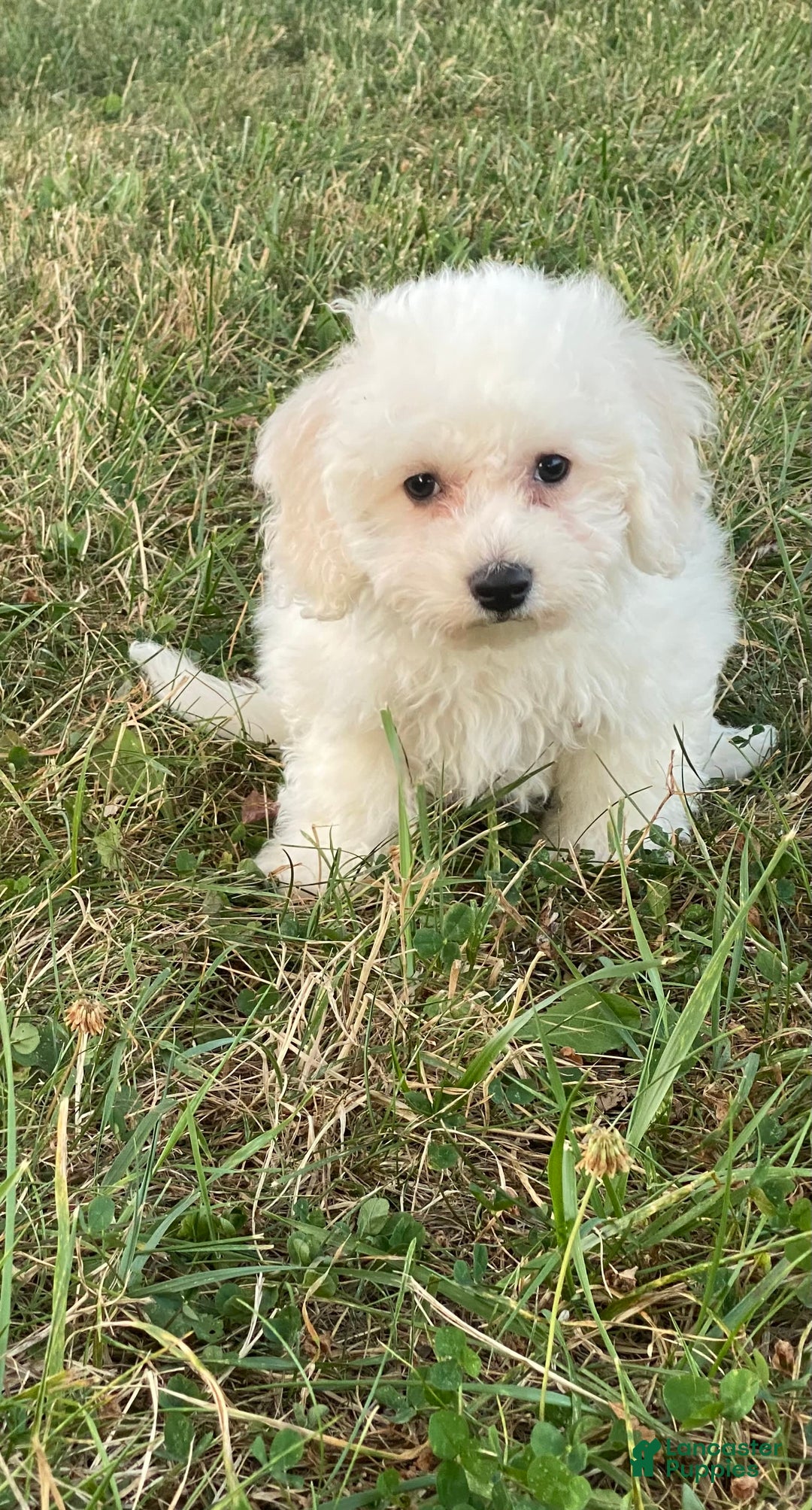 Bichon Frise dogs for sale: Bear - Ad 4